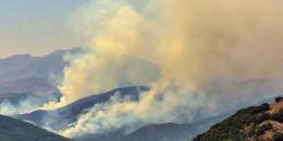 O orman bizim ormanımızdır.