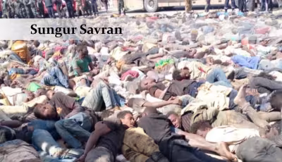 sungursavranmelilla.jpg